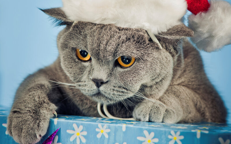 Суровый новогодний кот обои для рабочего стола, картинки и фото -  RabStol.net