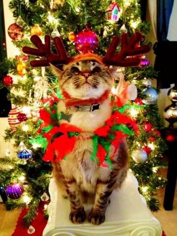 I gatti di Natale - VareseNews - Foto