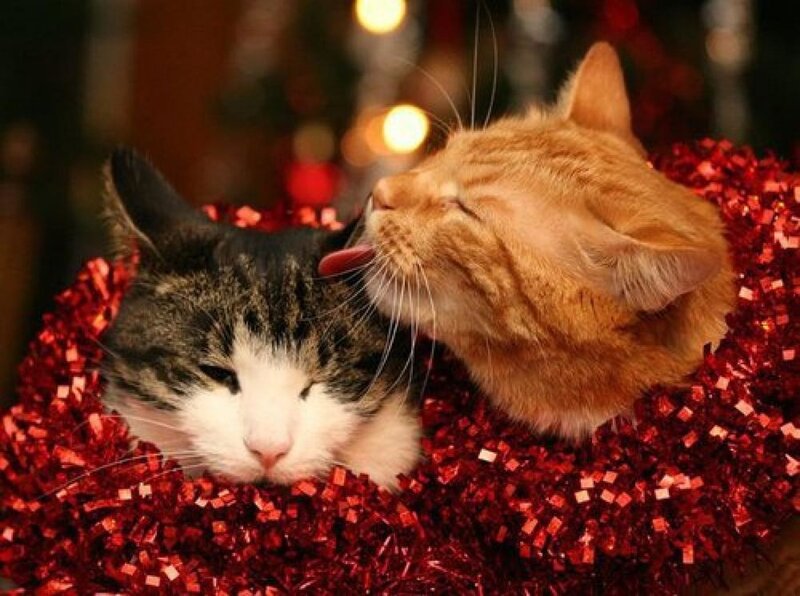 Обои Новогодние романтичные котики в красной мишуре на рабочий стол