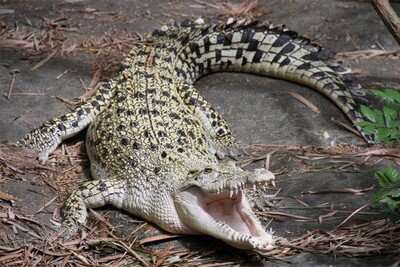 Зубастий крокодил | Все об Африке