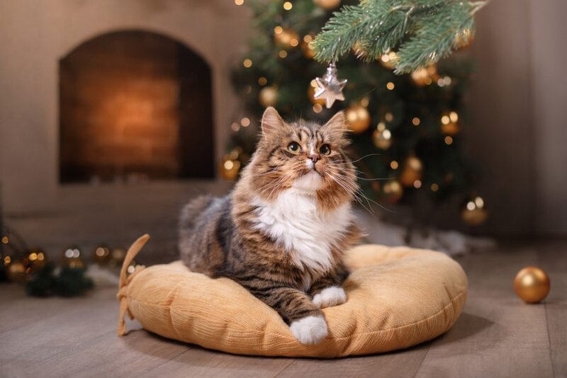 Stress-free holidays for you and your cat | Animal Wellness Magazine