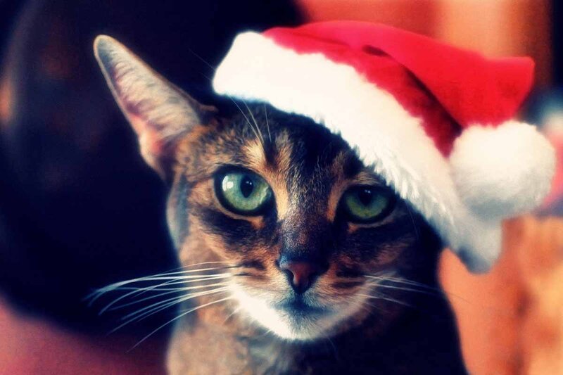 Многие делают новогодние аксессуары для своих котов на Рождество — фото,  как выглядят кошка и кот в новогодней шапке