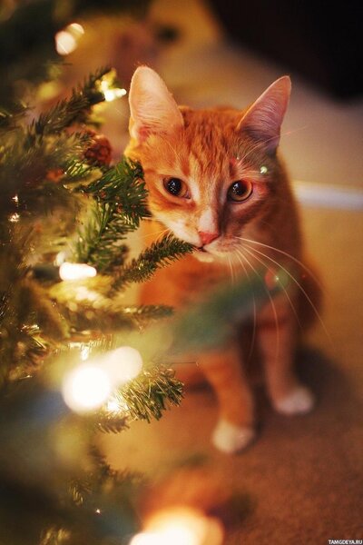Рыжий кот кусает новогоднюю ёлку — Картинки для аватара