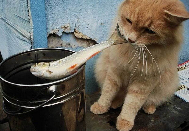 Можно ли кошкам рыбу? Все «За» и «Против»…