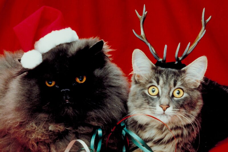 Новогодние Коты от Елена за 27 ноября 2014 на Fishki.net