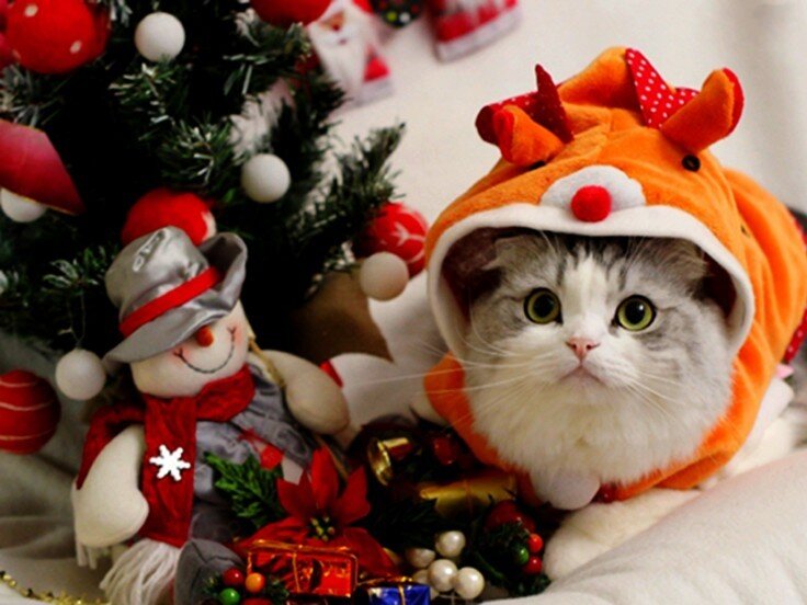 Какие желания в Новый год загадывают котики | Котомания | Яндекс Дзен