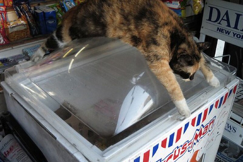 2011-05-Cat-on-a-hot-ice-cream-freezer-c