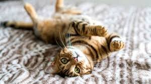 Кошки, коты и котики: наши лучшие истории за последние семь лет - BBC News  Русская служба