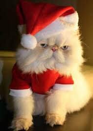 Многие делают новогодние аксессуары для своих котов на Рождество — фото,  как выглядят кошка и кот в новогодней шапке