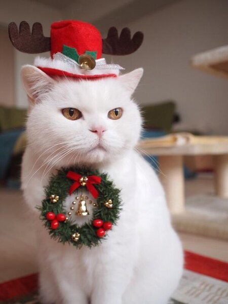 Новогодние котики :) | Блогер NataliyaL на сайте SPLETNIK.RU 29 декабря  2019 | СПЛЕТНИК
