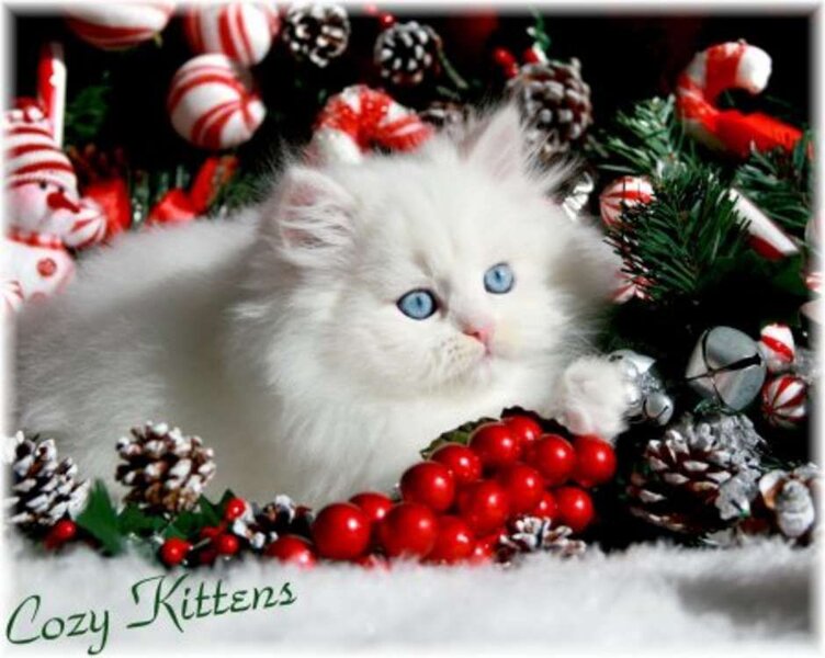 Cute Christmas Kitten Wallpapers | Christmas kitten, Kitten wallpaper,  Christmas cats