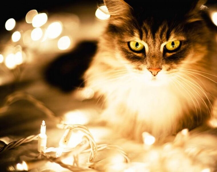 Кот и Новый год | Очаровательные котята, Домашнее животное, Животные