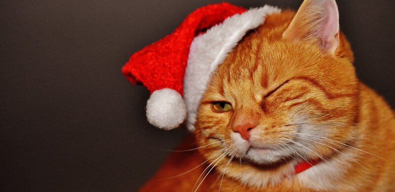 Коты в Новый год | Animals funny cats, Christmas cats, Cats