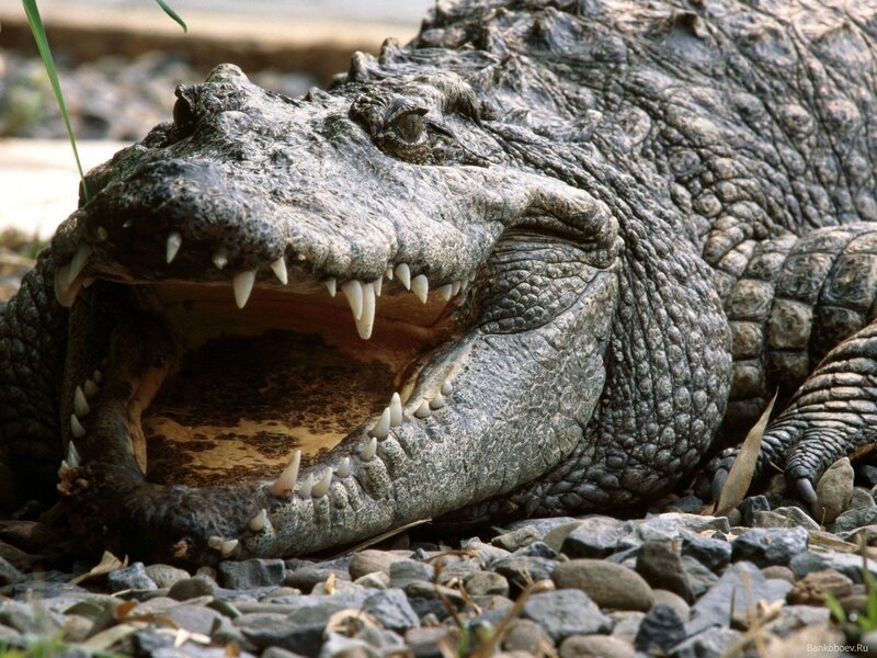 Безжалостный убийца - Нильский Крокодил - Документальный Фильм National  Geographic | Cocodrilo, Cocodrilos, Reptiles y anfibios