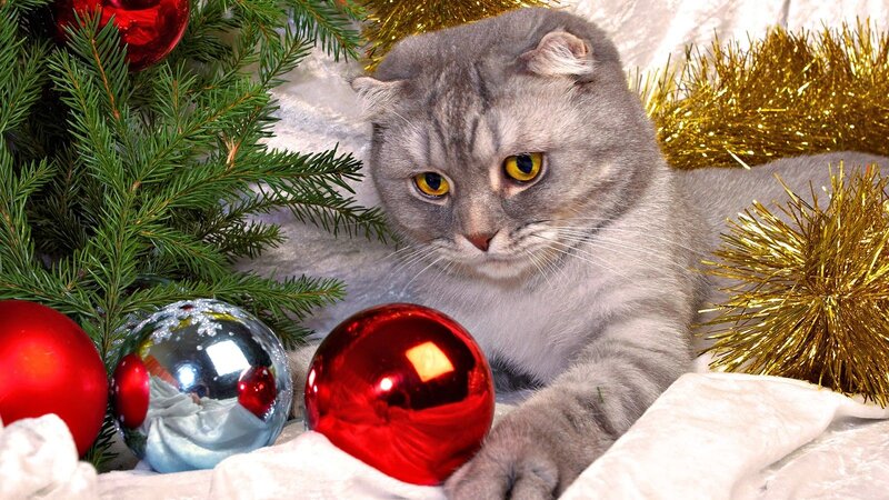 Cute Cats Christmas HD Wallpapers - HD Wallpapers Blog | Christmas cats,  Christmas animals, Pet birds