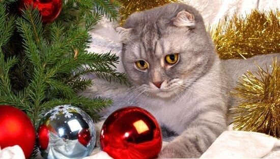 Новогодние коты, котята на Новый год, картинки новогодних кошек 2021-2022 -  n-p.com.ua