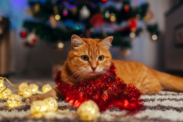 Рыжий кот играет с гирляндой под елкой. рождество и новый год концепция |  Премиум Фото