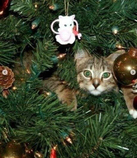 Фото: Кот против елки: противостояния в реальной жизни, фотографии,  картинки, изображения, - Joinfo.ua
