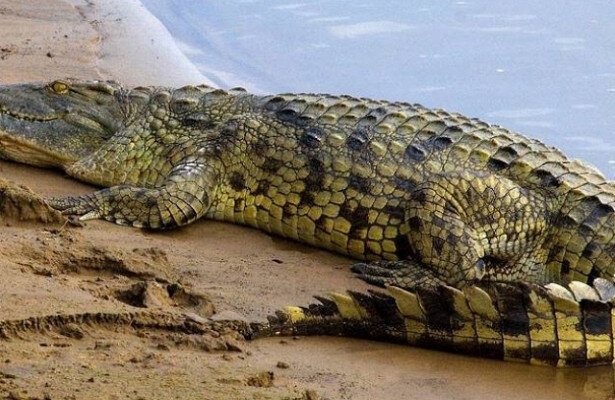 В подвале дома в Петербурге 10 лет жил нильский крокодил. Это как вообще? —  Рамблер/новости