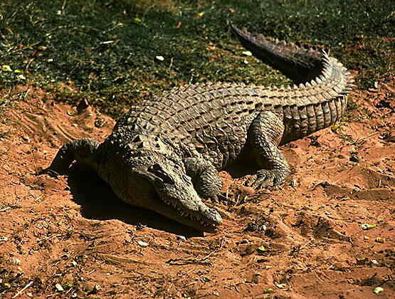 Крокодилы (нильский крокодил на берегу) — Мегаэнциклопедия Кирилла и  Мефодия — медиаобъект