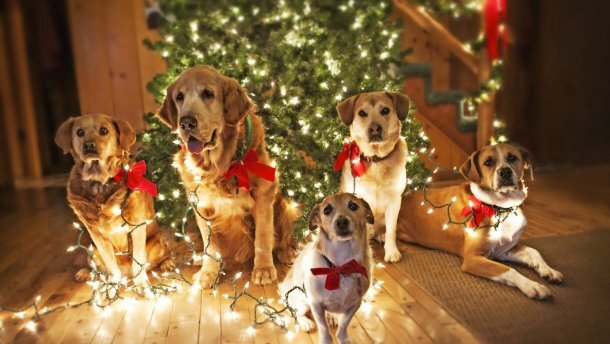Як зустріти Новий рік Собаки: правила феншуй | PMG.ua – новини Мукачева та  Закарпаття