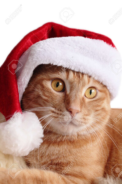 Ginger Cat In Christmas Cap Stock Photo, Picture And Royalty Free Image.  Image 16164119.