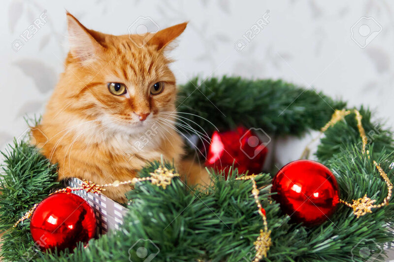 Ginger Cat Lies In Box With Christmas And New Year Decorations... Stock  Photo, Picture And Royalty Free Image. Image 129270084.