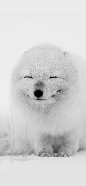Arctic-Fox-Happy-Moment-iphone-x-wallpap