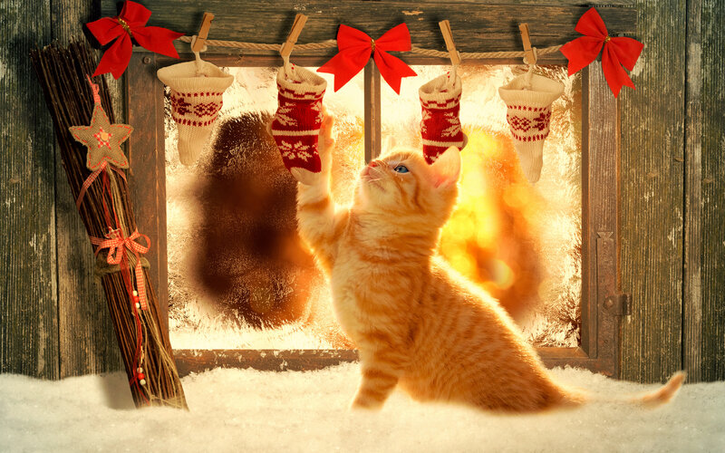 Картинки Котята коты Новый год рыжая снега окна Бантик 3840x2400