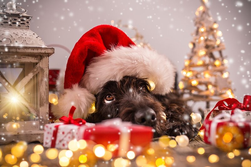 Картинка собака Рождество шапка животное