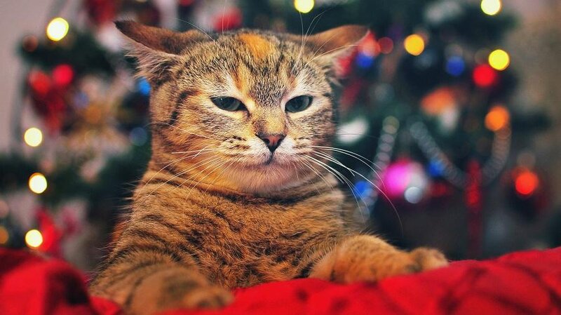 Елка, кот и Новый год: как уберечь новогоднюю елку от нападения кошек – 9  веселых лайфхаков
