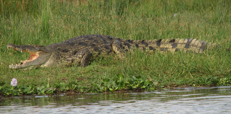Нильский крокодил — Википедия