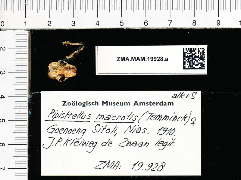 Naturalis_Biodiversity_Center_-_ZMA.MAM.19928.a_pal_-_Hypsugo_macrotis_-_skull.jpeg