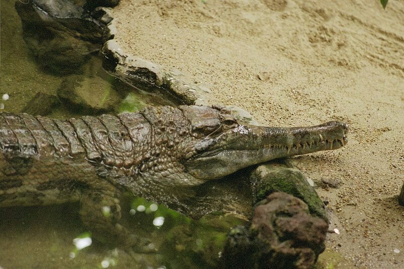 Африканский узкорылый крокодил — Википедия