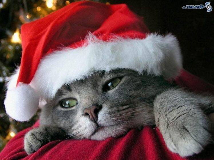 cat, Christmas Wallpapers HD / Desktop and Mobile Backgrounds