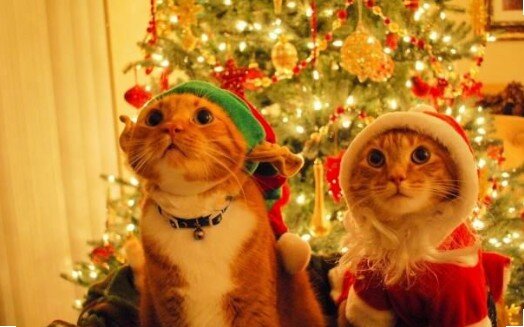 Создать мем &quot;новый год праздник, Новый год, новогодние картинки с кошками&quot;  - Картинки - Meme-arsenal.com