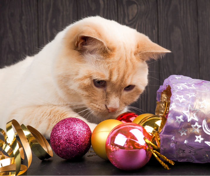 Cat Safety This Holiday Season - Muller Veterinary Hospital