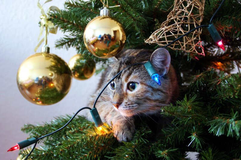 Коты против новогодних ёлок — фото