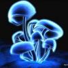 InfectedMushrooms