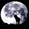 Moon_Deer