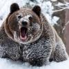 Wild_iz_krasnoyarska