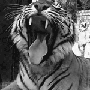 tigr173rus